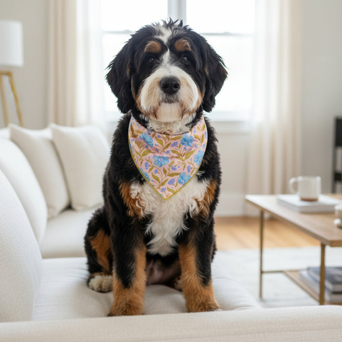 A Bernese Mountain Dog puppy sits on a white couch, sporting The Darling Effect’s Bow-Wow Pet Bandana-Poppin' Petals Aqua.