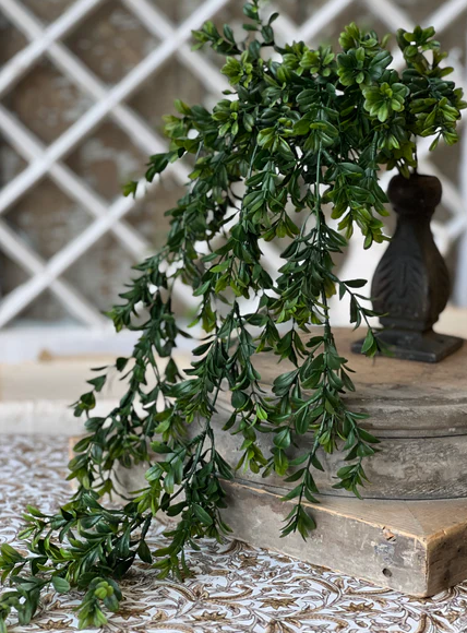 Galilee Boxwood Collection