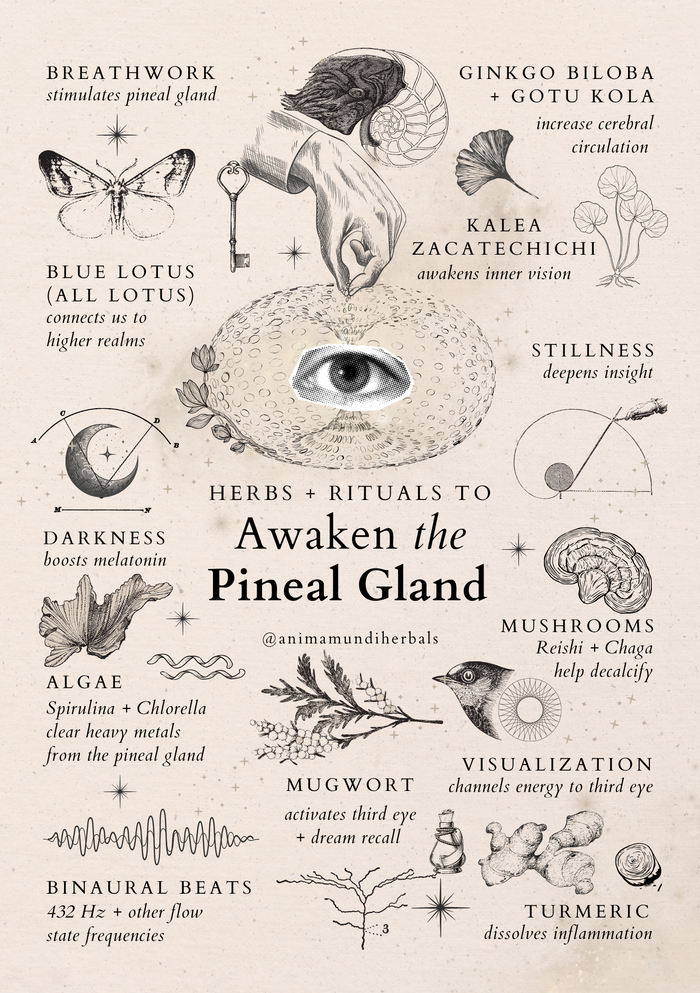 Herbs and Rituals to Awaken The Pineal Gland