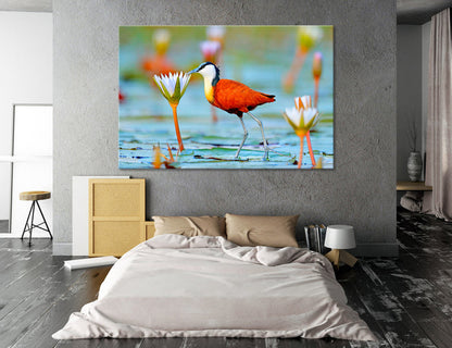 African Jacana Actophilornis Canvas Print #8036