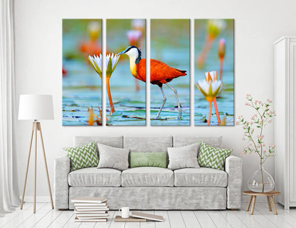 African Jacana Actophilornis Canvas Print #8036