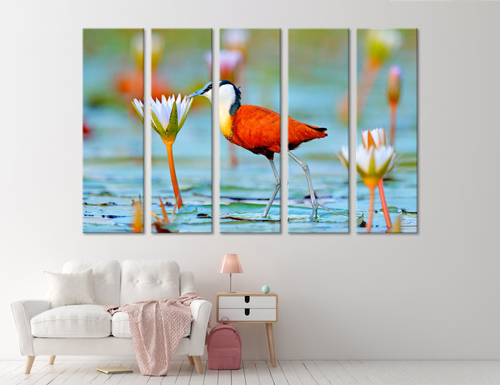African Jacana Actophilornis Canvas Print #8036
