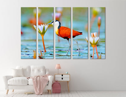 African Jacana Actophilornis Canvas Print #8036