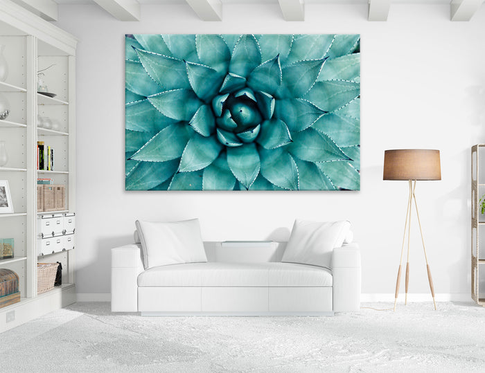 Agave Canvas Print #7564