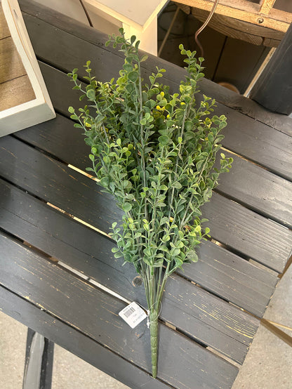 Eucalyptus Bush X14