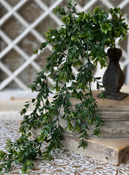 Galilee Boxwood Collection