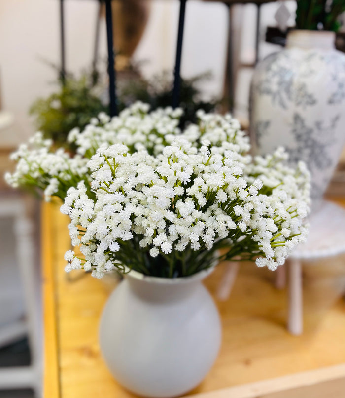 Gypsophila Bush