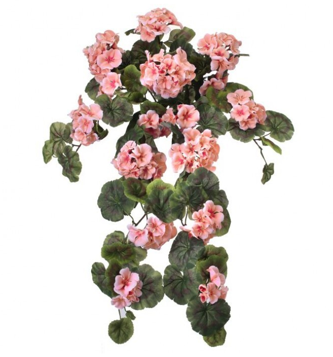 Hanging Geranium - Salmon