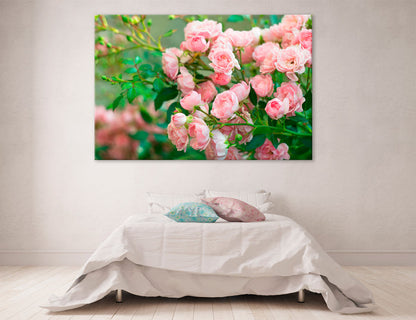 Pink Roses Canvas Print #7561