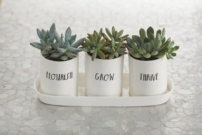 Rae Dunn Stem Print Three-Bulb Planter Set with Tray
