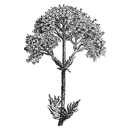Spirit of Elder: A Herb and Medicine Making Circle