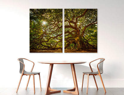 Sunlight Through Trees Canvas Print #7567