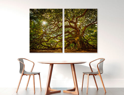 Sunlight Through Trees Canvas Print #7567