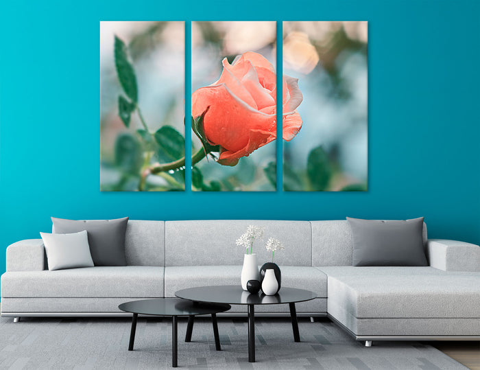 Tender Rose Canvas Print #7563
