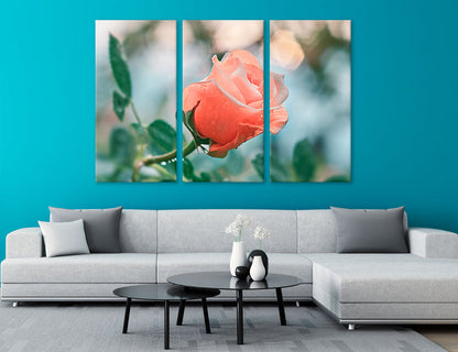 Tender Rose Canvas Print #7563