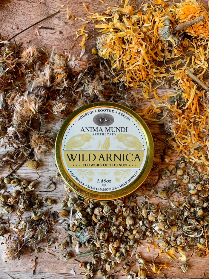 Wild Arnica container with dried flowers on a wooden surface