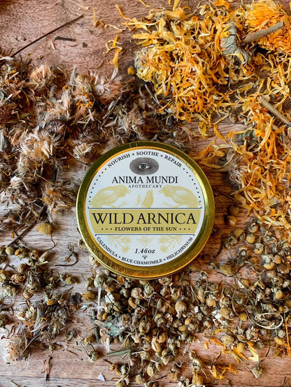 Wild Arnica container with dried flowers on a wooden surface