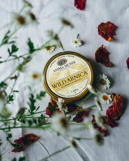 Anima Mundi Wild Arnica tin surrounded by dried flowers on a textured surface